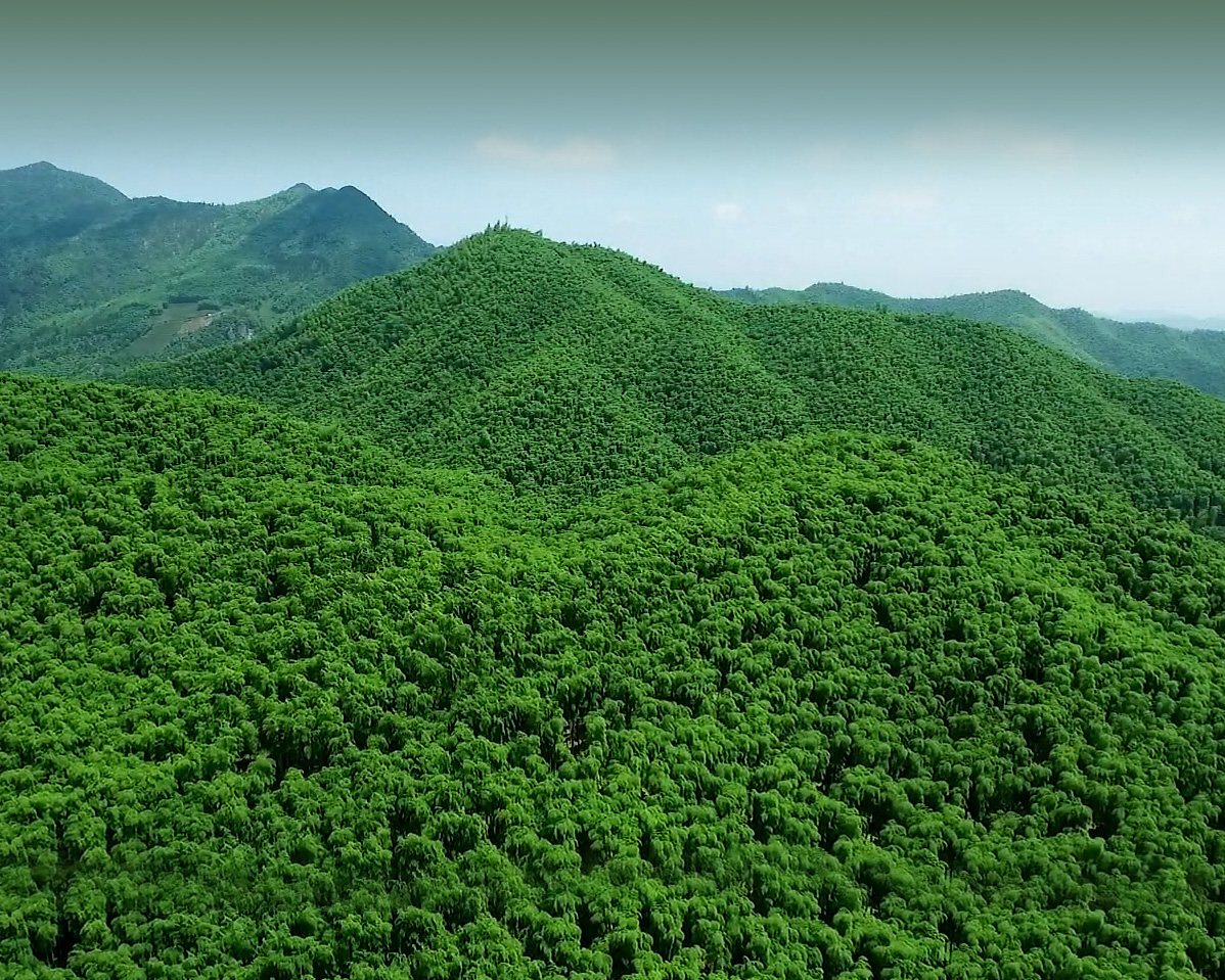竹海共富